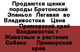 Продаются щенки породы Бретонский Эпаньол (Легавая) во Владивостоке › Цена ­ 40 000 - Приморский край, Владивосток г. Животные и растения » Собаки   . Приморский край